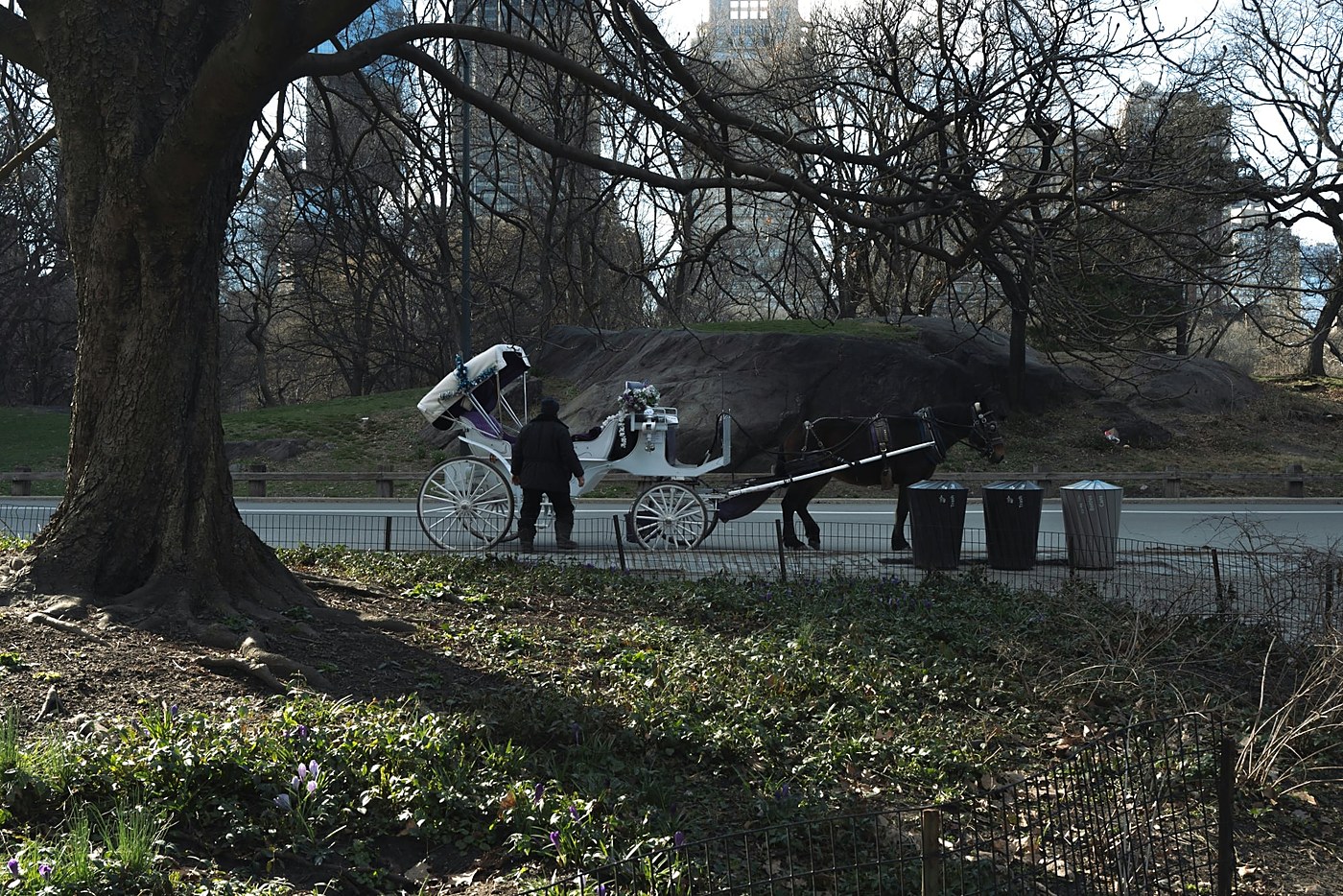 A teenager dies in Central Park, and a banned bill comes back