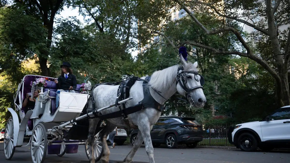 The Council votes to end Central Park's carriage horses