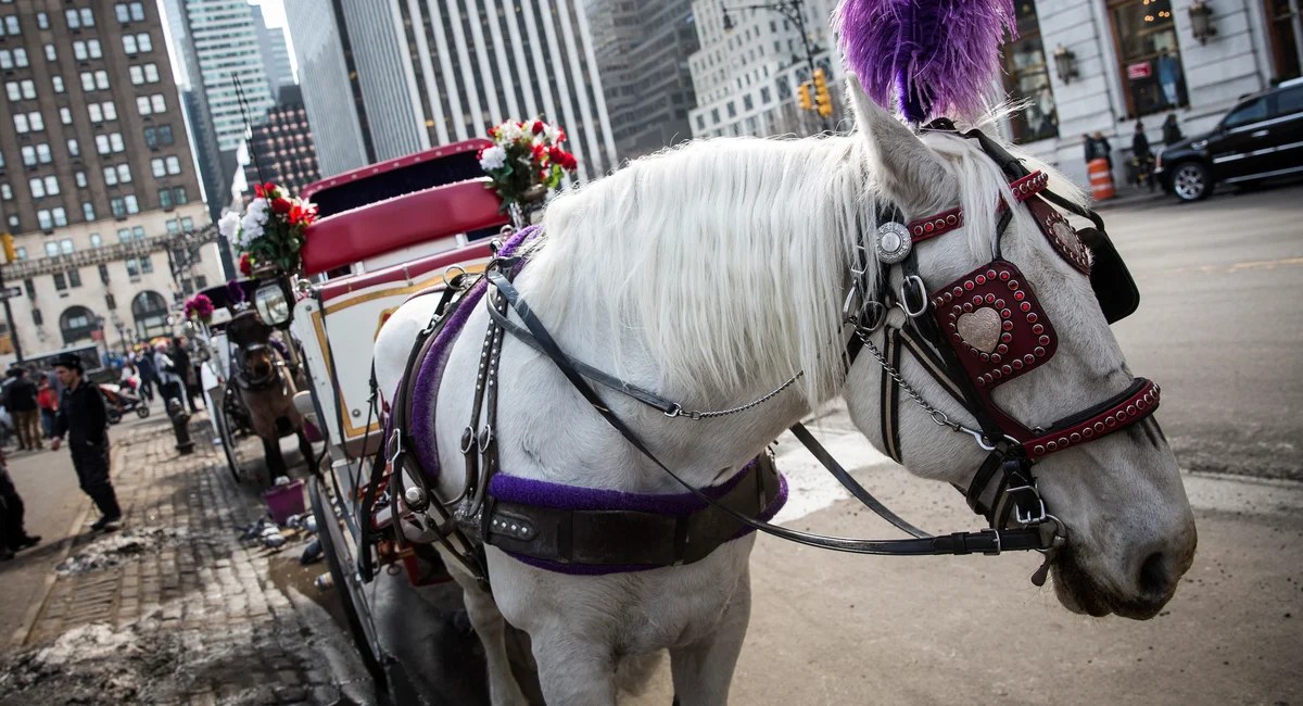 The Council votes to end Central Park's horse carriages